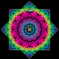 FlowerPower Dapo - 8C